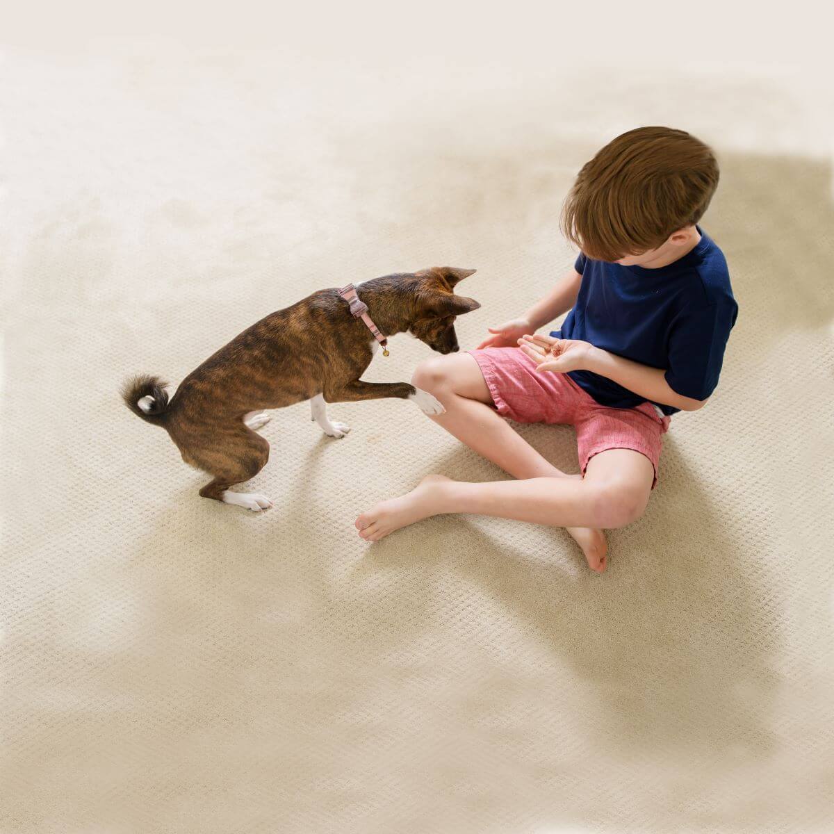 carpet cleaning in covington wa